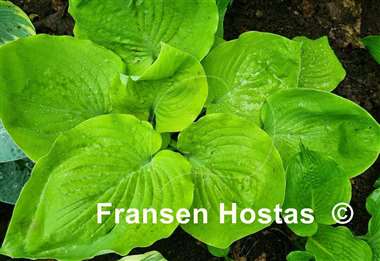 Hosta Lemon Meringue